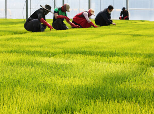 [K-Geography] Rice planting Season