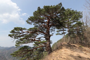 [K-Geography] 600 yr old giant pine tree