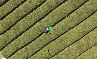 [K-Geography] Harvesting tea leaves