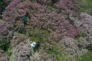 [K-Geography] Double flowering cherry blossoms in full bloom