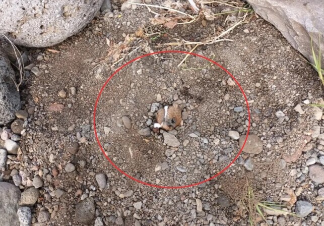 산 채로 땅에 묻힌 반려견 '코만 삐죽'…제주경찰 수사