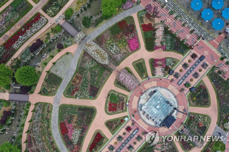 곡성세계장미축제 3년 만에 부활 예고…5월 21일 개막