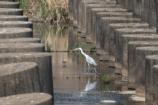 [K-Geography] Grey heron searching for prey