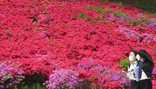 [K-Geography] Color of spring