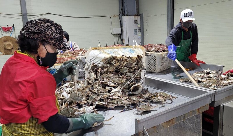'알 꽉 차고 맛 최고'…봄꽃게 풍어로 진도 해역 들썩
