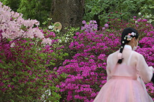 [K-Geography] Springtime bride