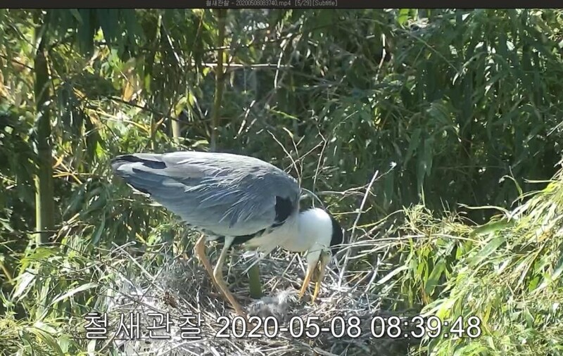 울산 태화강 백로 새끼 기르는 생태 과정 한 눈에 본다