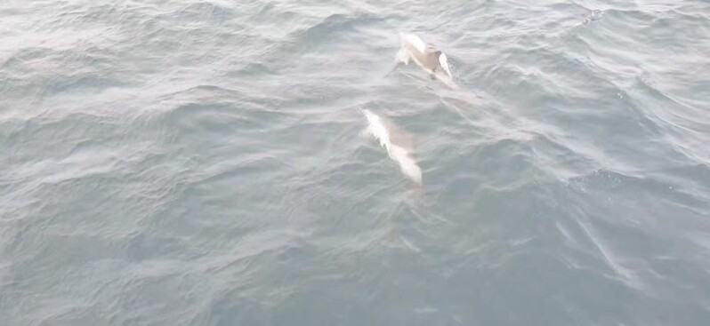 "반가워, 고래야"…울산 고래바다여행선 올해 첫 고래떼 발견