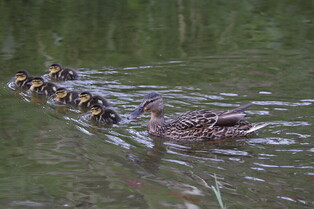 [K-Geography] mallard duck family