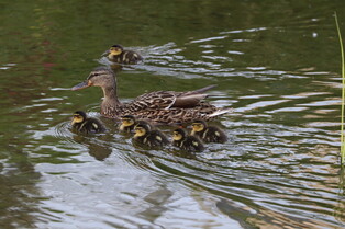 [K-Geography] Mother and baby Mallards