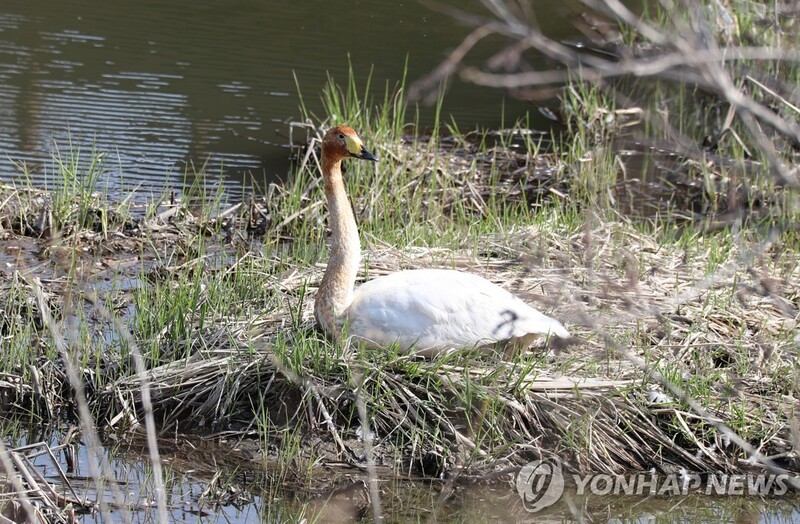 [유형재의 새록새록] 귀향 않고 경포에 머물던 백조의 안타까운 소식
