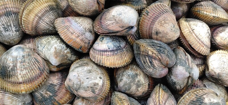 천수만 새조개 귀환, 치패방류 효과…올해 포획 30%는 방류 개체