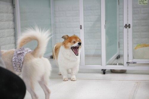 Owners who starve their pets to death could face jail time