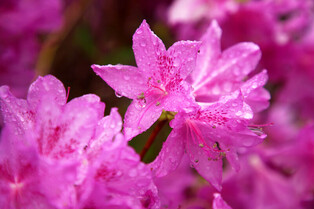 [K-Geography] Raindrops on Royal azaleas