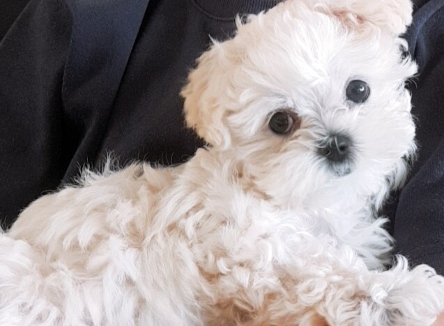 "멍멍아 학교가자"…서울시, '반려동물 시민학교' 운영