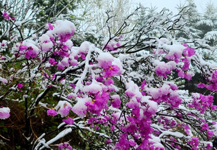 [K-Geography] Spring flowers in snow