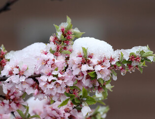 [K-Geography] Snow-covered flowers