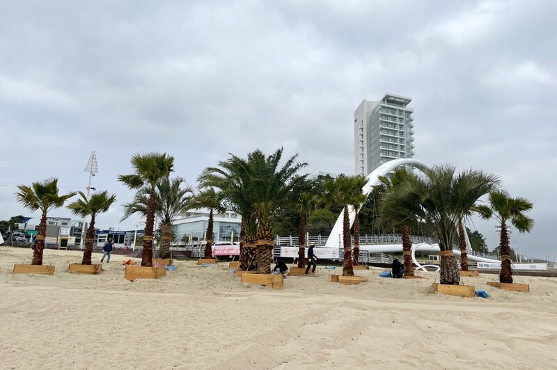 앗! 강릉 해변에 야자수가 있어?…강릉시, 힐링비치 조성 '눈길'