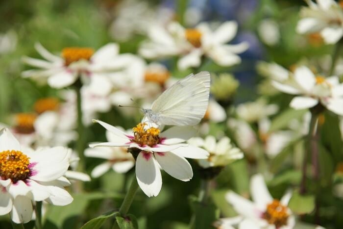 Festivals Calendar - May 2022