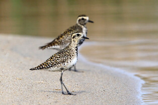[K-Geography] Pacific golden plovers
