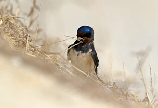[K-Geography] Nest-building swallow
