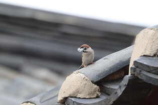 [K-Geography] Sparrow preparing nest