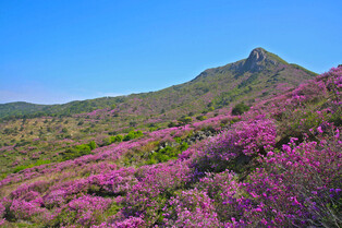 [K-Geography] Royal azaleas in full bloom