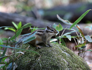 [K-Geography] Chipmunk searching for prey