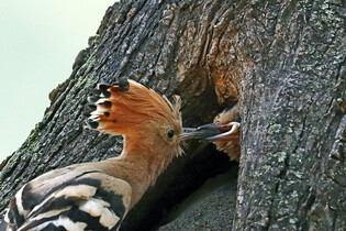 [K-Geography] Hoopoe raising chicks