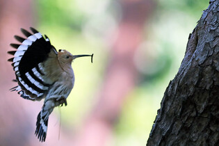 [K-Geography] Hoopoe raising chicks