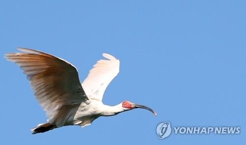 복원한 천연기념물 따오기 5번째 방사…40마리 또 자연으로