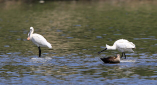[K-Geography] Eurasian and black-faced spoonbills