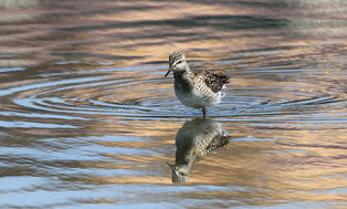 [K-Geography] Wood sandpiper on river