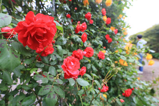 [K-Geography] Roses in full bloom