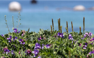 [K-Geography] Beach peas in full bloom