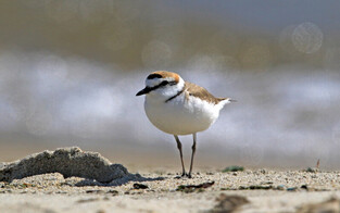 [K-Geography] Plovers on riverside