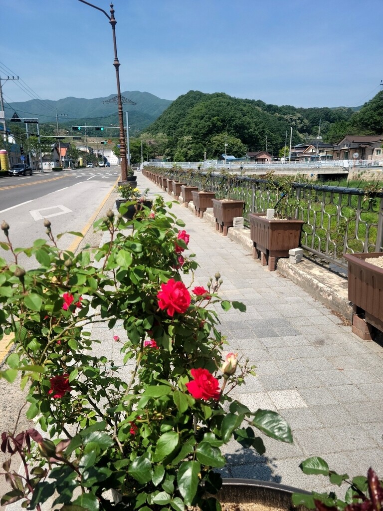 [픽! 김천] 직지사 향하는 길목에 '사랑의 장미 길' 조성