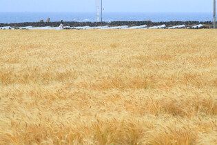 [K-Geography] Season of golden barley