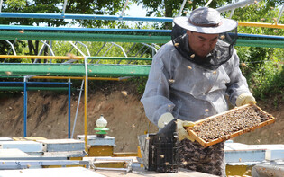 [K-Geography] Harvesting acacia honey