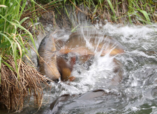 [K-Geography] Carp spawning