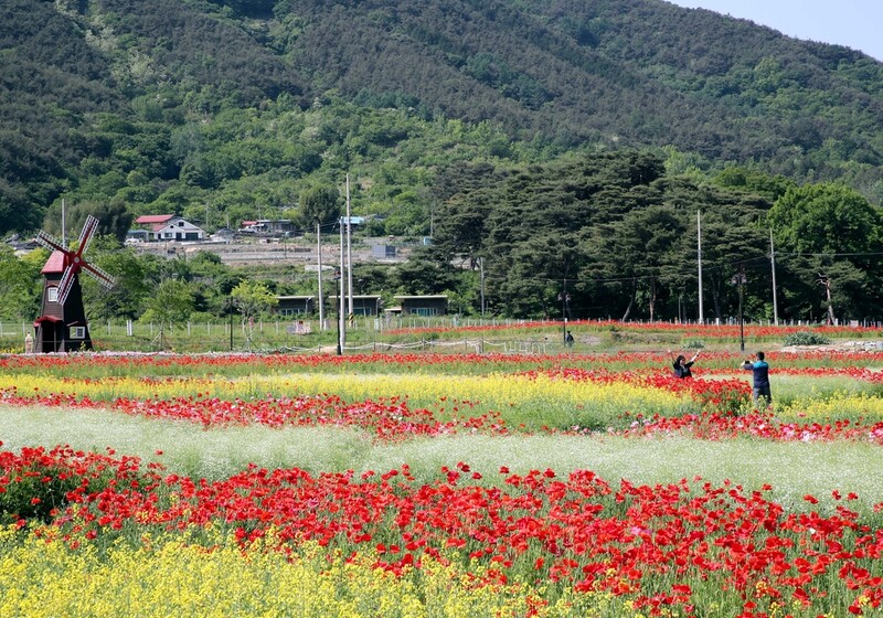 '1억 송이 꽃양귀비 활짝'…하동군, 북천 직전들판 개방