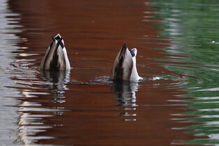 [K-Geography] Diving mallards
