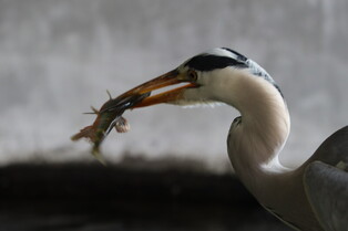 [K-Geography] Heron at dinner