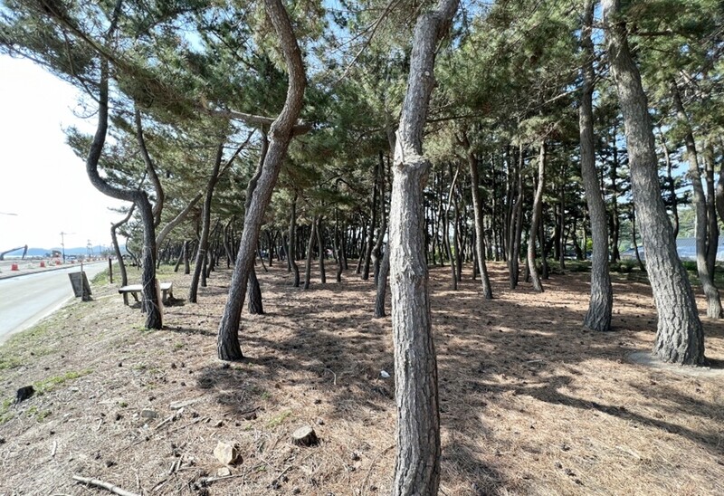 '명사십리' 삼척 맹방해변 해송림 옛 모습 되찾는다