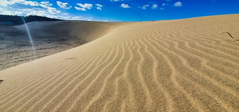 태안군, 국내 최대 '신두리 해안사구' 보호 민·관 위원회 가동