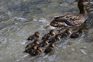 [K-Geography] Mallard newborns