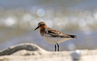 [K-Geography] Red-necked stint by riverside