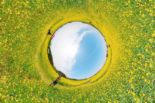 [K-Geography] Garden of rape flowers in camera