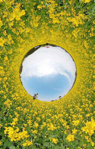 [K-Geography] Garden of rape flowers in camera