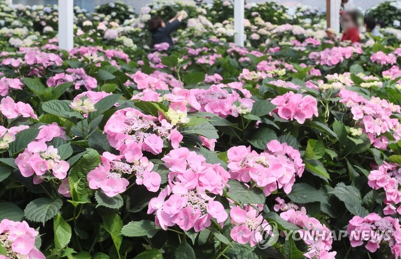 '역시 거리두기 풀리자'…축제장·관광 명소마다 '인산인해'